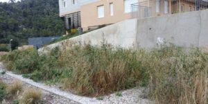 Macrophytes